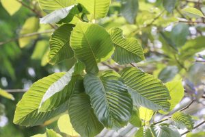 How to Identify Premium Kratom Extracts?